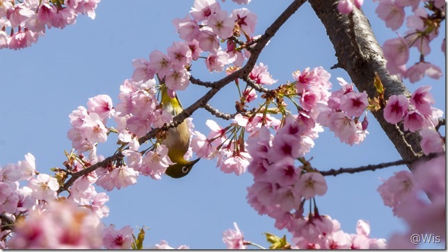 おなぶち城址公園の桜とメジロ