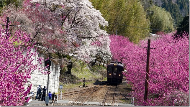 わたらせ渓谷鐵道神戸駅で花桃と桜とわ鉄
