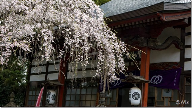 霊松山金剛寺の桜