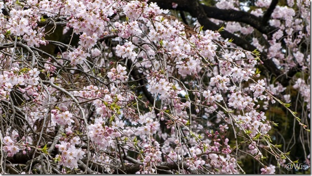 霊松山金剛寺の桜