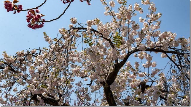 白井宿の八重桜