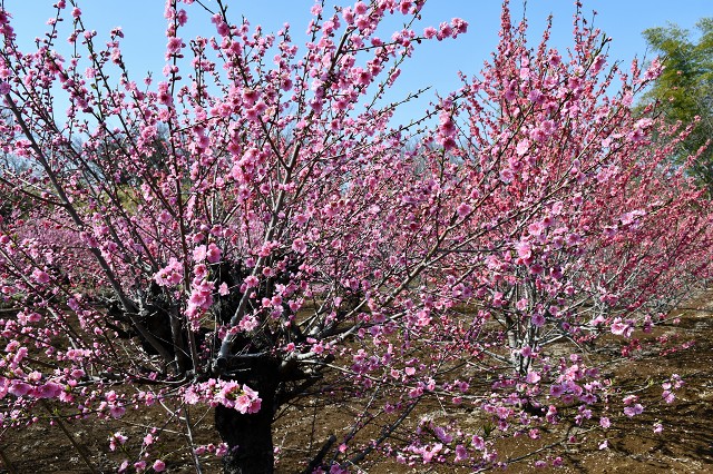 見沼の花桃畑　2022-03-24