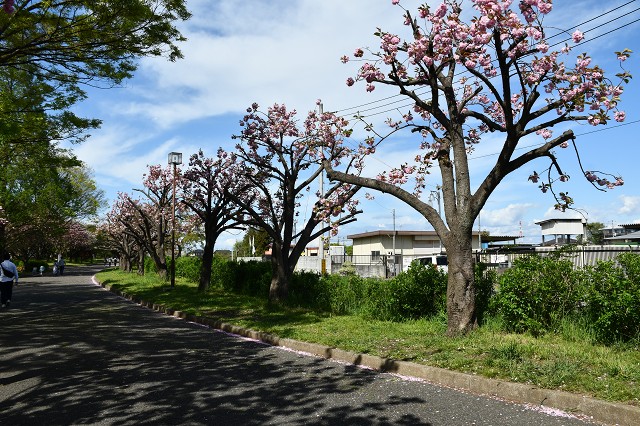 川越公園　枝を切られた八重桜