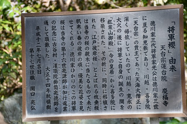 慶福寺　将軍櫻　説明板