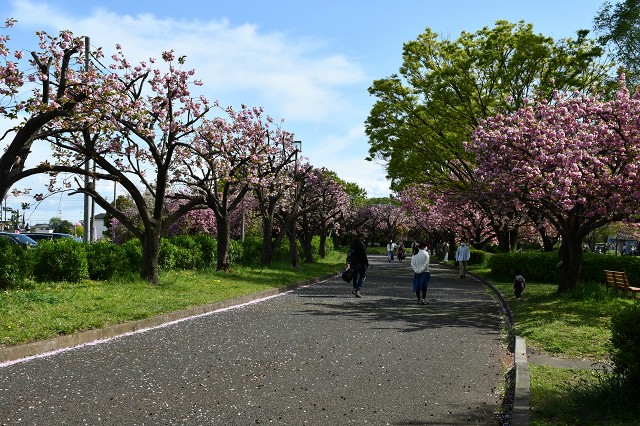 川越公園　枝を切られた八重桜