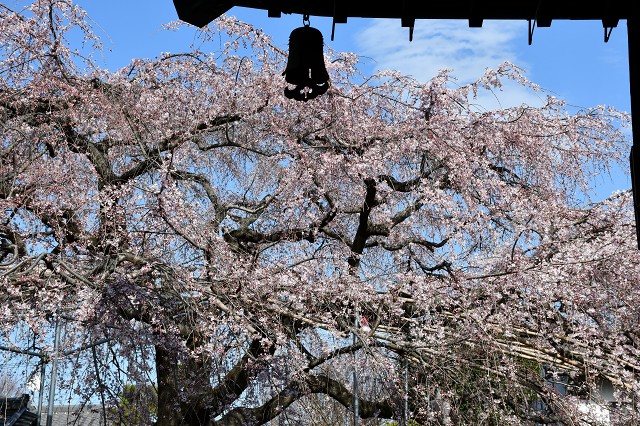 慶福寺の将軍桜