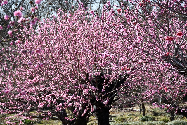 見沼の花桃畑　2022-03-24