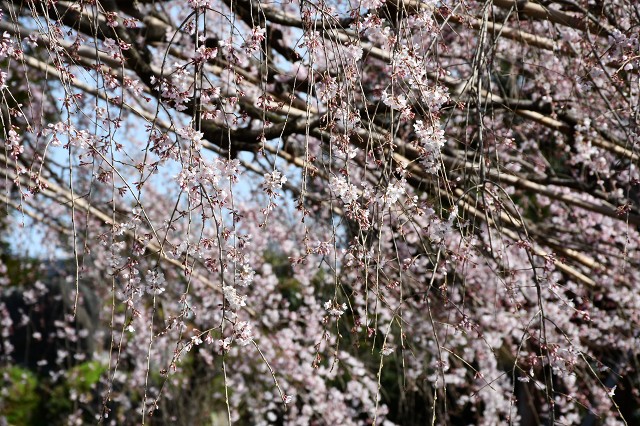 慶福寺の将軍桜