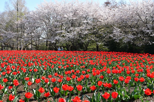 大宮花の丘　チューリップと桜