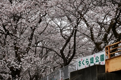 吉見町　さくら堤公園　2022-03-30