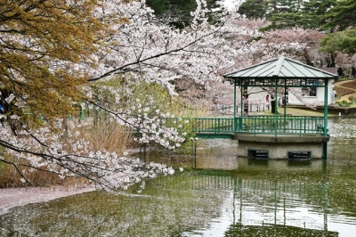 大宮公園　桜　2022-04-05