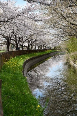 見沼の桜　見沼代用水東縁　2022-04-02