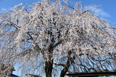 見沼の枝垂れ桜