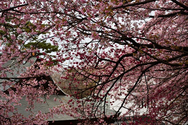 密蔵院　安行桜2　2022-03-20