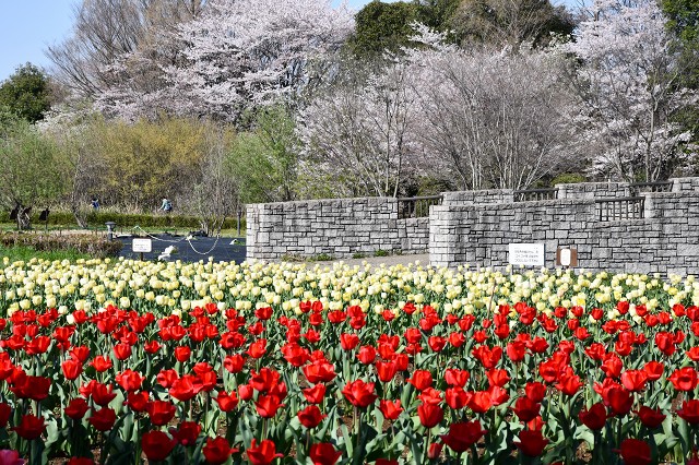 大宮花の丘　チューリップと桜