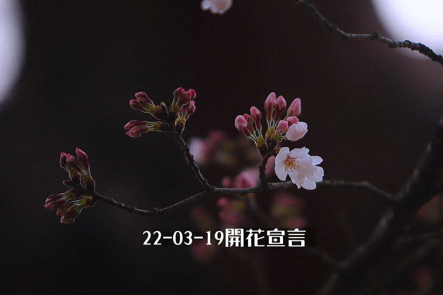 ⓪22-03-19ソメイヨシノ開花