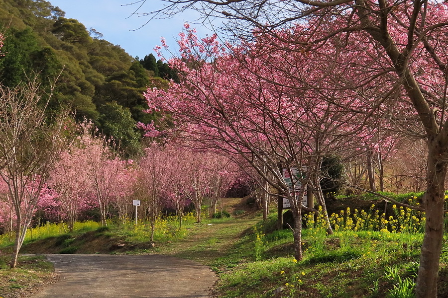 ①22-03-21陽光桜のトンネル
