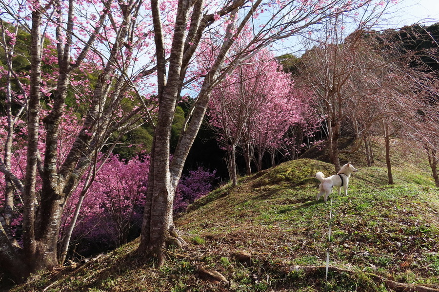 ⓹22-03-21陽光桜とシロ