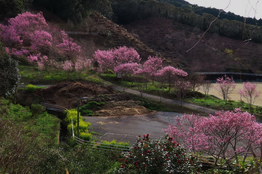日高村総合運動公園の桜