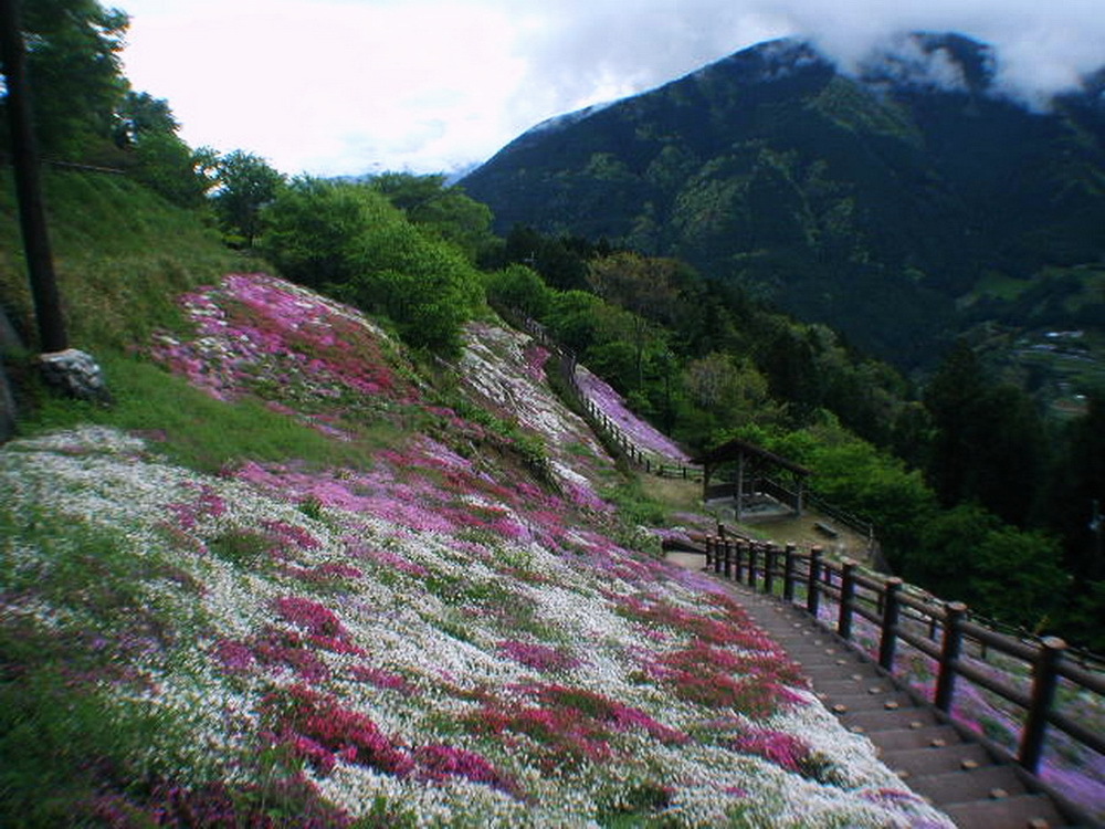 2002年ひょうたん桜下の芝桜②