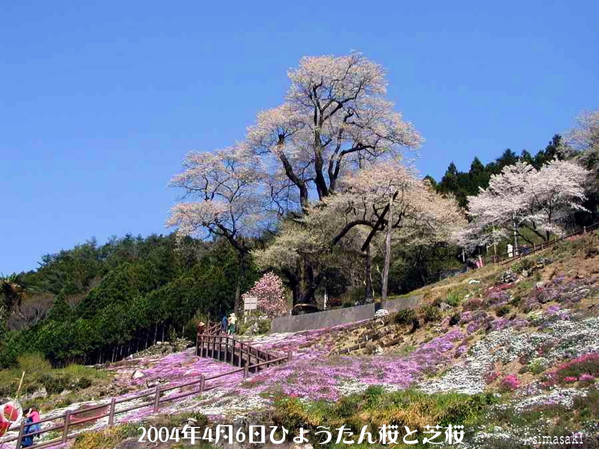 04-04-06ひょうたん桜と芝桜