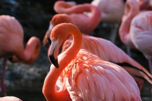 flamingo-g6023ec67f_640.jpg