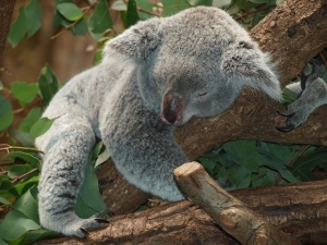 koala-g2e07d24cb_640.jpg