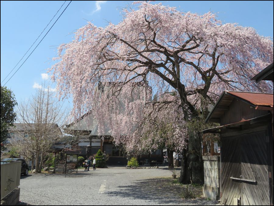 棚倉 蓮生寺/枝垂れ桜が美しい＠福島県/棚倉町