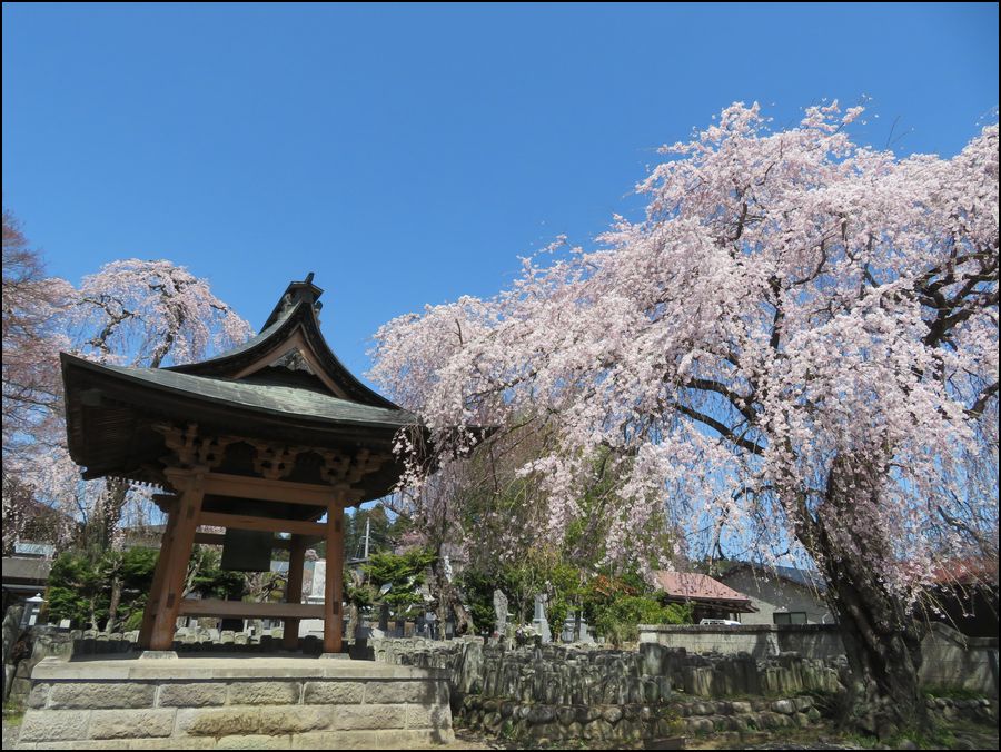 棚倉 蓮生寺/枝垂れ桜が美しい＠福島県/棚倉町