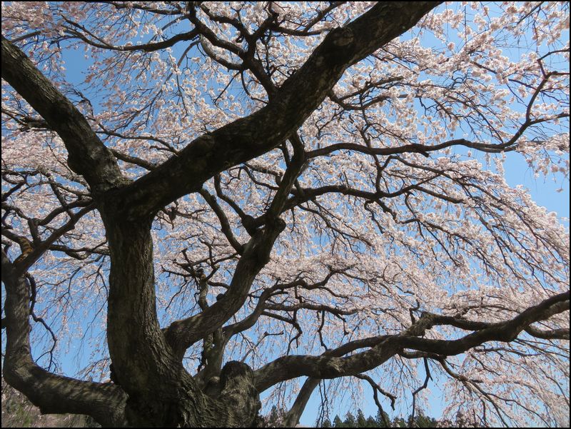 棚倉 花園しだれ桜/孤高の美女桜です＠福島県/棚倉町