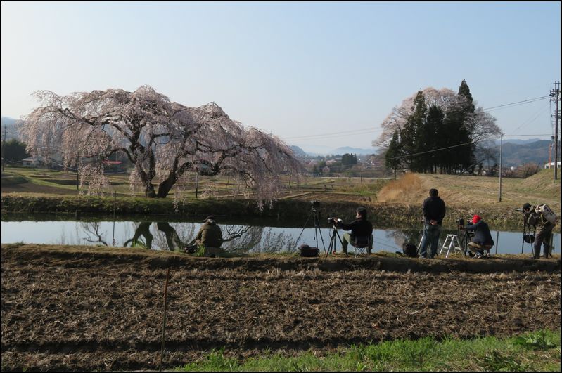 棚倉 花園しだれ桜/孤高の美女桜です＠福島県/棚倉町