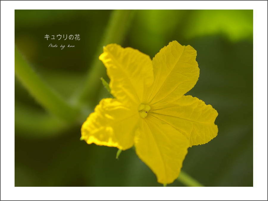 野菜の花－キューリ
