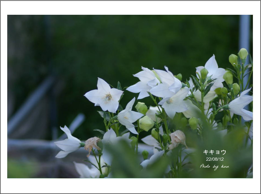 庭の花－白い桔梗