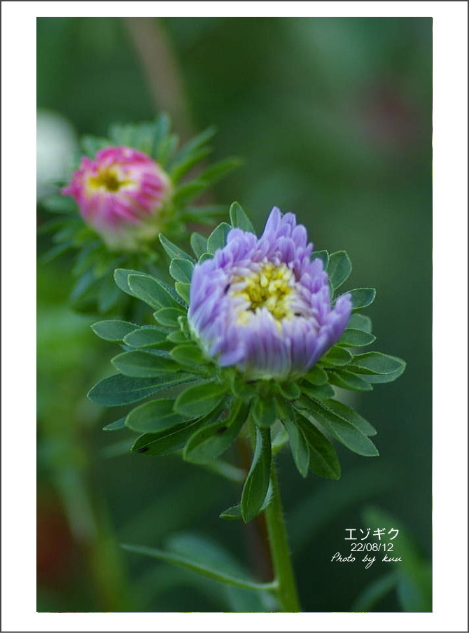 庭の花－エゾギク