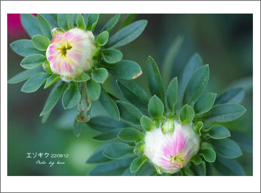 庭の花－エゾギク（蕾み）