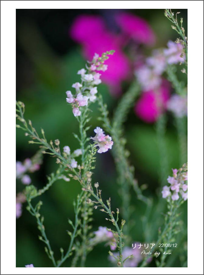庭の花－リナリア