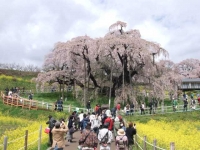 滝桜2022