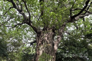 高知「アコウの大樹」」Memo Bali