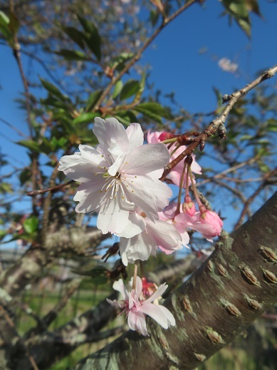 4月の十月桜
