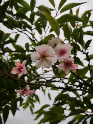 5月の十月桜 (小)