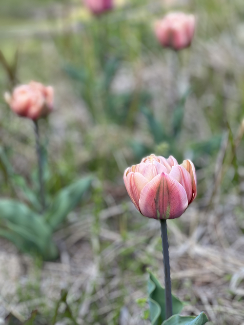 tulip2022.jpg
