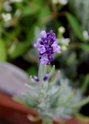 lavender-yoseue30.jpg