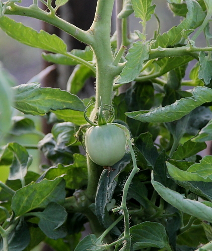 tomato-wakime6.jpg