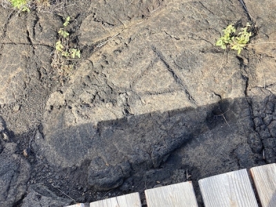 ハワイ原住民が溶岩に刻んだペトログリフ（岩石線画）3