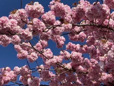 ドイツの桜って こんなボテッとしたものが多いです。