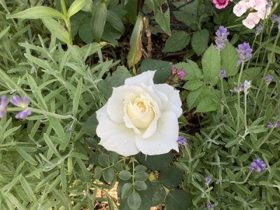 白バラが咲いた