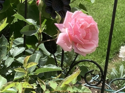 やっと薔薇が咲き始めました。 これはピンクのツルバラです