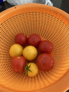 バカンス中のお姉ちゃんとB君のマンションの草花に水をやりに行って 熟れたトマトを収穫してきました。