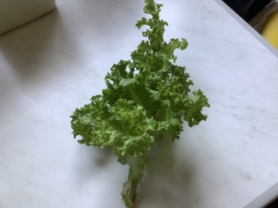 新種の野菜？