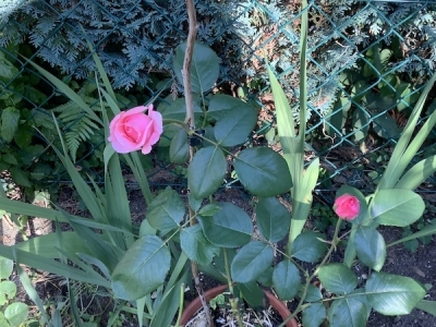 挿し芽したバラがまた咲いたので、色的にちと寂しい東側に移動